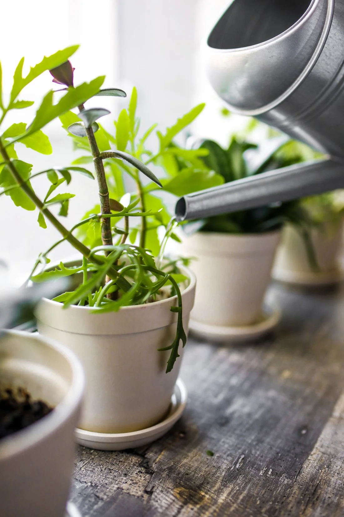 Metal watering can watering windowsill plants