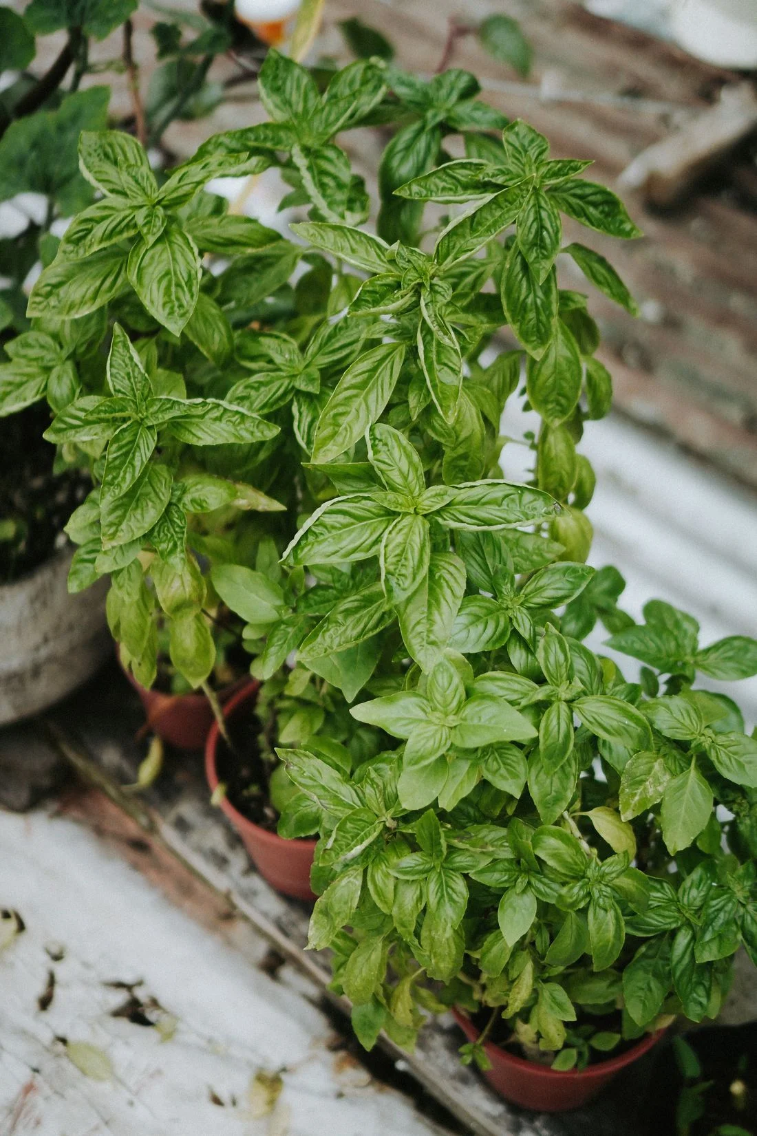 Potted basil plants in an outdoor display