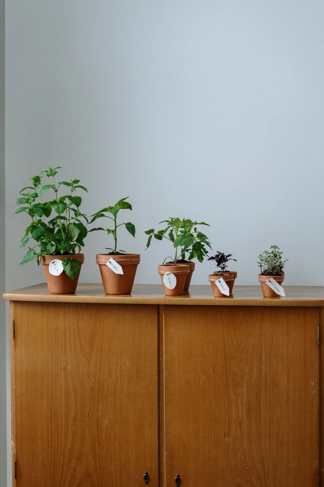 Labeled herbs in terracotta pots on a wooden cabinet